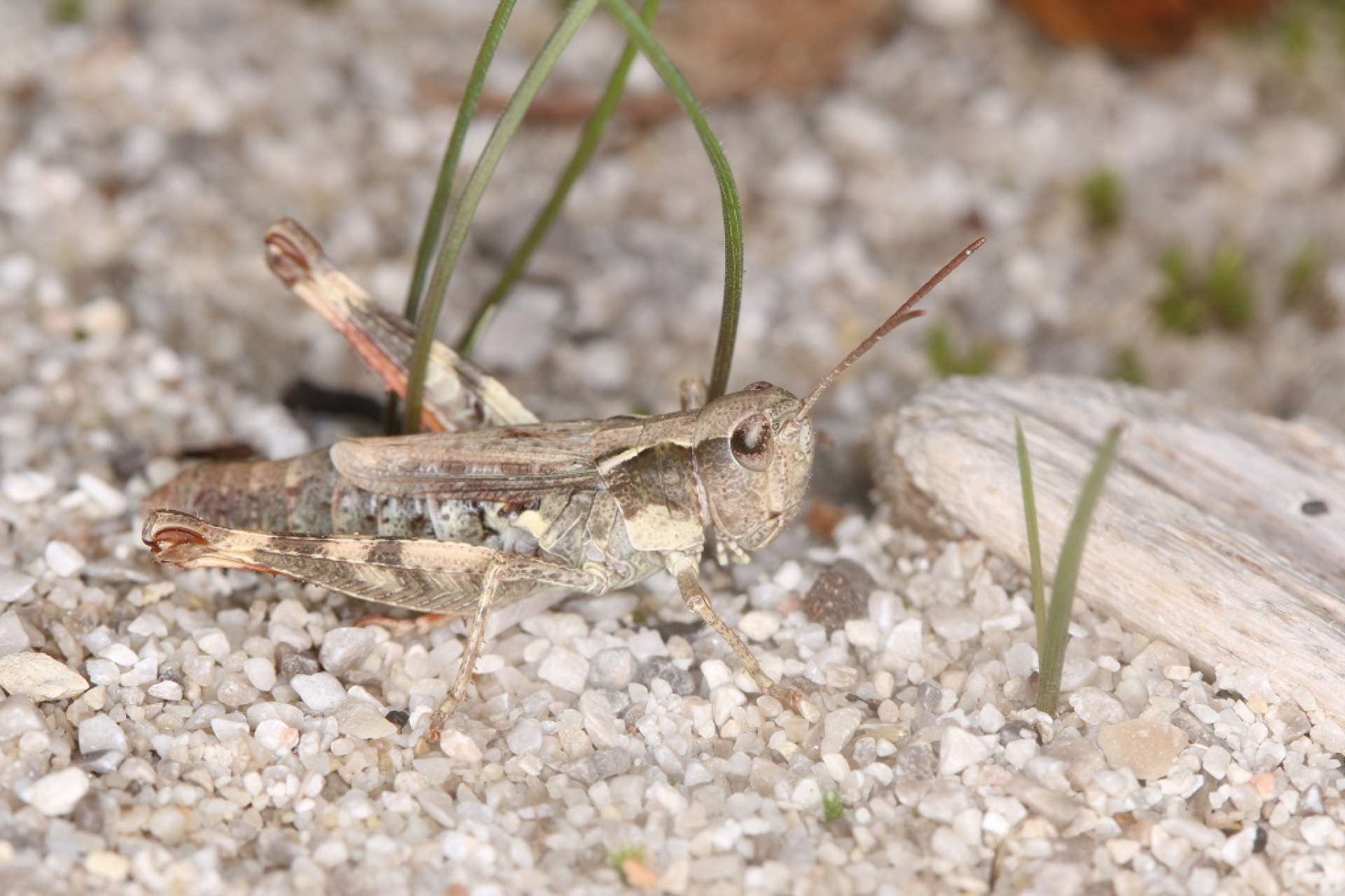 Erstaunliche Artenvielfalt im Natur- und Geopark Steirische Eisenwurzen